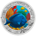 Österreich 3 Euro Münze 2024 - Lebendiges Meeresleben - Blauer Doktorfisch