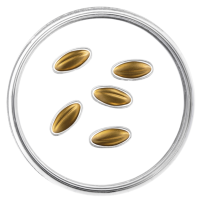 Lettland 15 Euro Gold PP 2026 – Goldene Samen