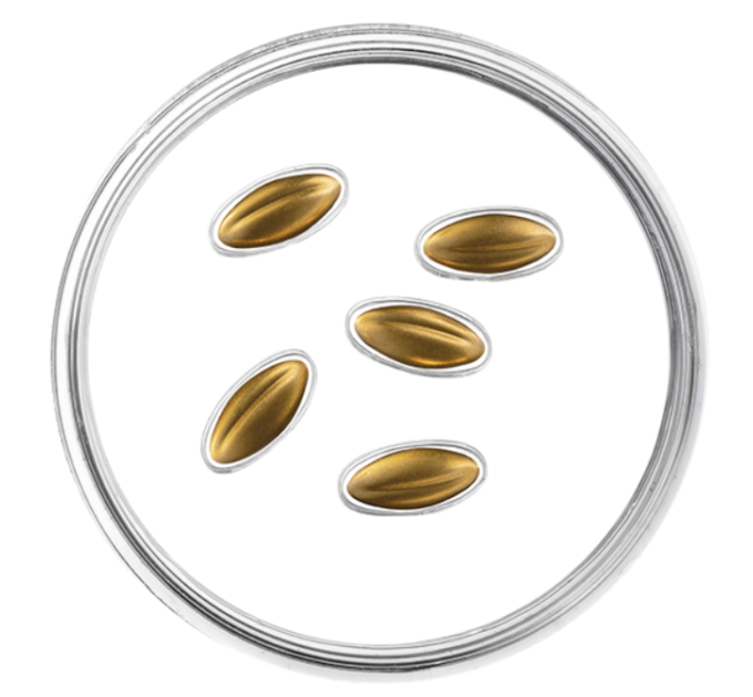 Lettland 15 Euro Gold PP 2026 – Goldene Samen