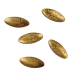 Lettland 15 Euro Gold PP 2026 – Goldene Samen