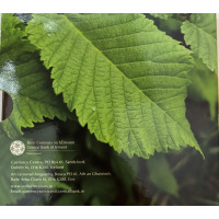 Irland euro set BU 2025 – Biodiversität - die Bergulme
